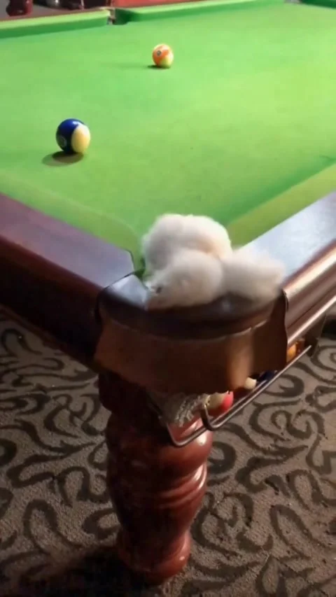 Cute cat Stock Footage 224682552