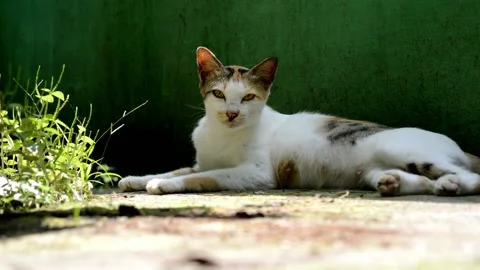 Cute cat Video stock 235570708