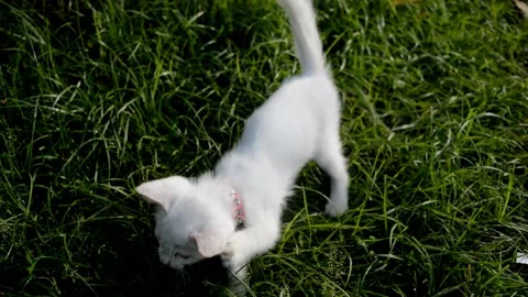 Cute cat Video stock 236813742