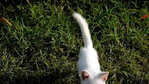Cute cat Video stock 236813773