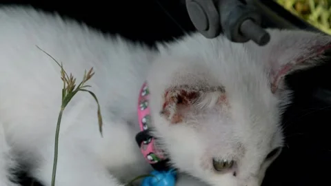 Cute cat Stock-Footage 236813774