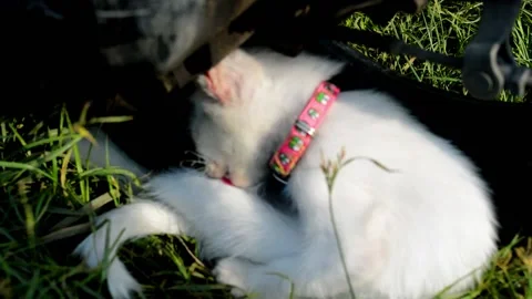 Cute cat Video stock 236813785