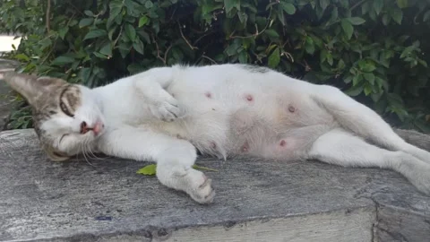 Cute cat Stockbeeldmateriaal 244109244