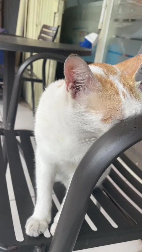 Cute Cat Stock Footage 244318316