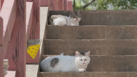 Cute cat Video stock 244395412