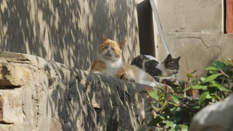 Cute cat Video stock 244395415
