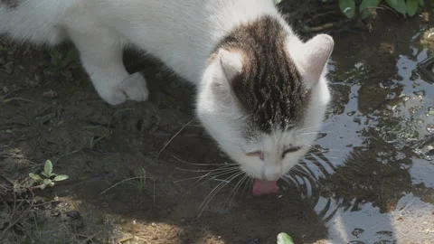 Cute cat Video stock 244395451