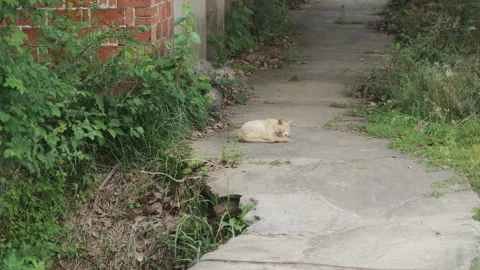 Cute cat Video stock 244395506