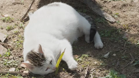 Cute cat Video stock 244395564