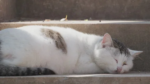 Cute cat Stock-Footage 244395591