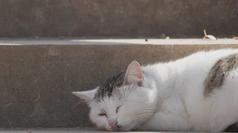 Cute cat Video stock 244395649