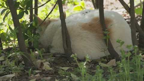 Cute cat Video stock 244395687