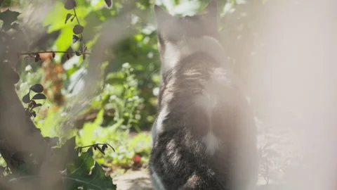 Cute cat Video stock 244395720