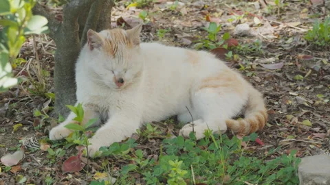 Cute cat Video stock 244395783