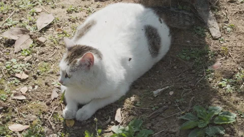 Cute cat Video stock 244395784