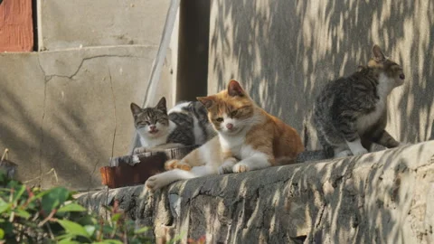 Cute cat Video stock 244395797