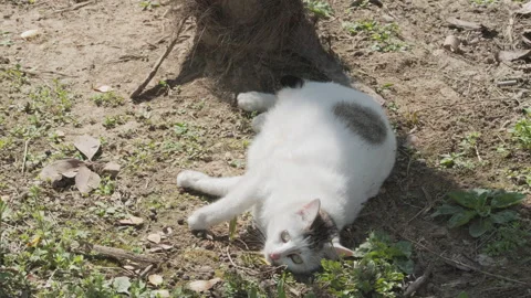 Cute cat Stock Footage 244395902