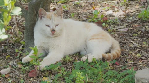 Cute cat Stock Footage 244395909