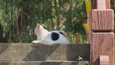 Cute cat Stock Footage 244395928