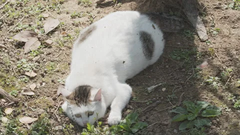 Cute cat Stock Footage 244395972