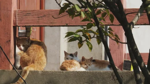 Cute cat Stock Footage 244396077