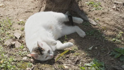 Cute cat Stock Footage 244396083