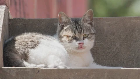 Cute cat Stock Footage 244396105