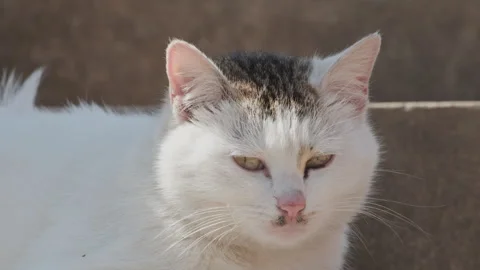 Cute cat Stock Footage 244396131
