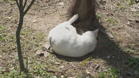 Cute cat Stock Footage 244396134