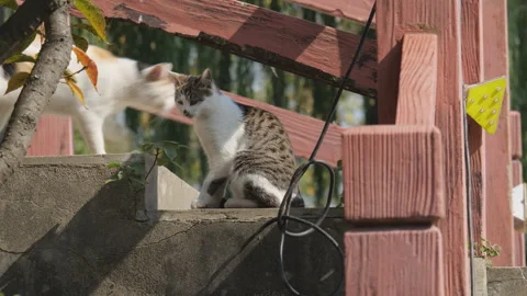 Cute cat Stock Footage 244396249