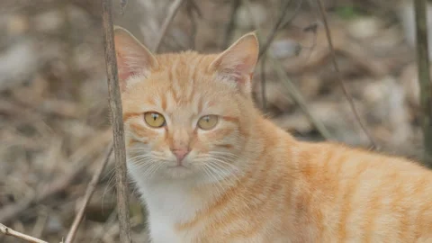 Cute cat Stock Footage 244396289