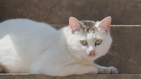 Cute cat Stock Footage 244396314