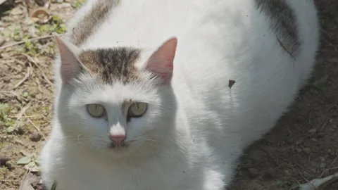 Cute cat Stock Footage 244396335