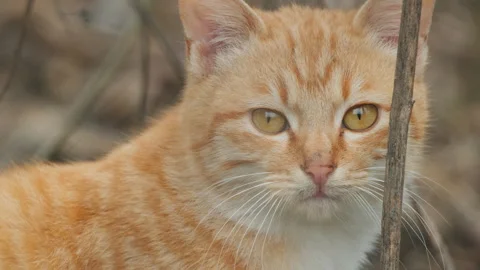 Cute cat Stock Footage 244396395