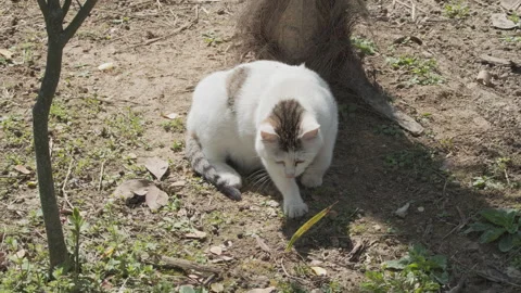 Cute cat Stock Footage 244396431