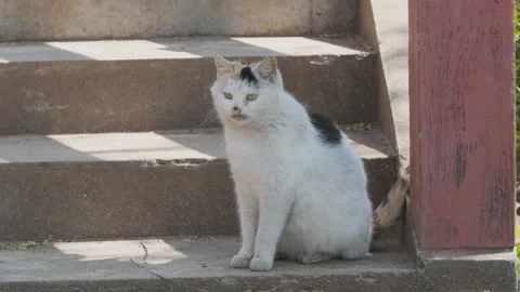 Cute cat Stock Footage 244396461