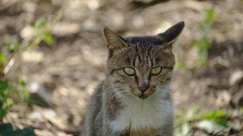 Cute cat Stock Footage 244396524