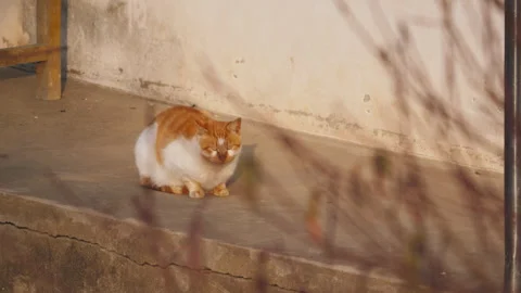 Cute cat Stock Footage 244396582