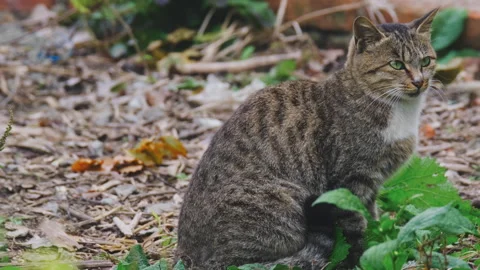 Cute cat Stock Footage 244396660