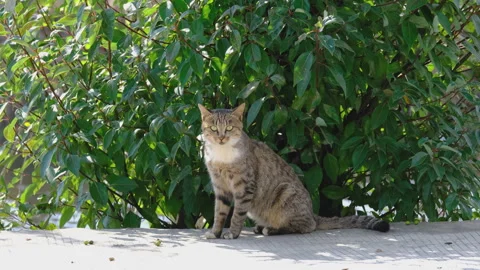 Cute cat Stock Footage 244396679