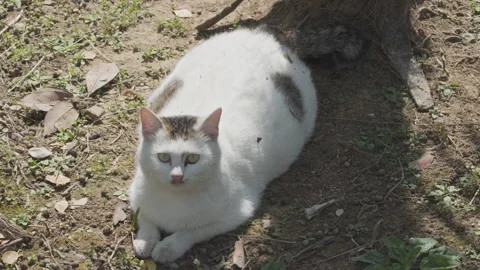 Cute cat Stock Footage 244396689