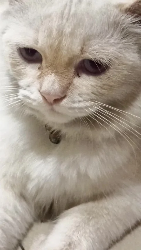 Cute cat Video stock 246610077