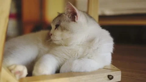 A cute cat Video stock 249992052