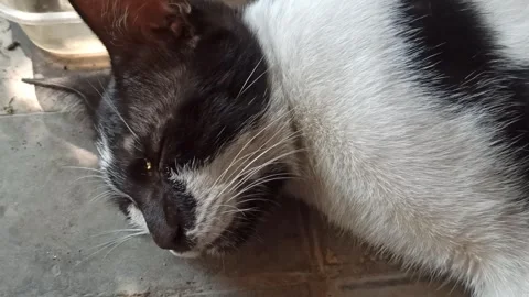Cute cat Video stock 255036320