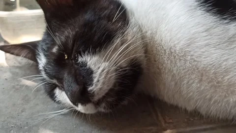 Cute cat Stock Footage 255036417