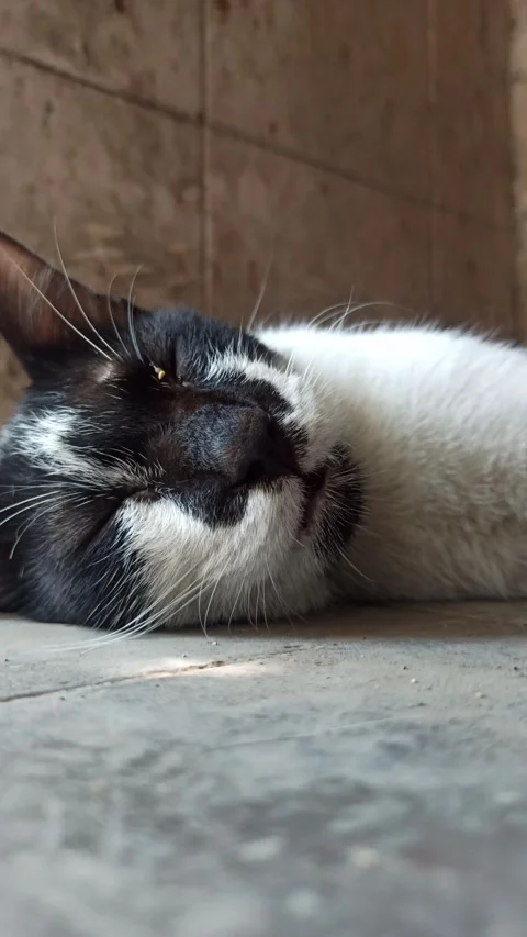 Cute cat Stock-Footage 255036425