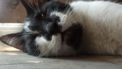 Cute cat Video stock 255036510