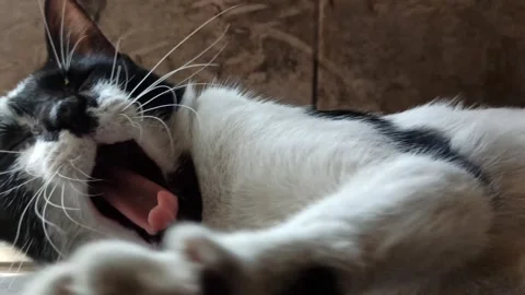 Cute cat Video stock 255036511