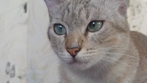 Cute cat Stock Footage 255042303