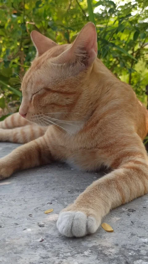 Cute cat Stock Footage 255085438